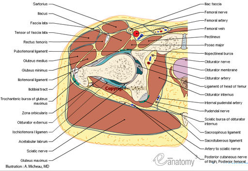 cross-section-human-body-hip-thigh-anatomical-atlas-en_medical512.jpg
