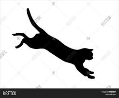 cat.jpg